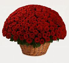 Премиум букет из: Розы #REPLACE_PRED# Соколовом